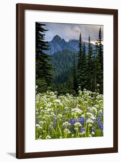 Mount Rainier National Park, Washington: Wildflowers Along The Paradise River Trail-Ian Shive-Framed Photographic Print