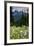 Mount Rainier National Park, Washington: Wildflowers Along The Paradise River Trail-Ian Shive-Framed Photographic Print