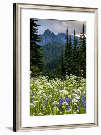 Mount Rainier National Park, Washington: Wildflowers Along The Paradise River Trail-Ian Shive-Framed Photographic Print