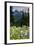 Mount Rainier National Park, Washington: Wildflowers Along The Paradise River Trail-Ian Shive-Framed Photographic Print