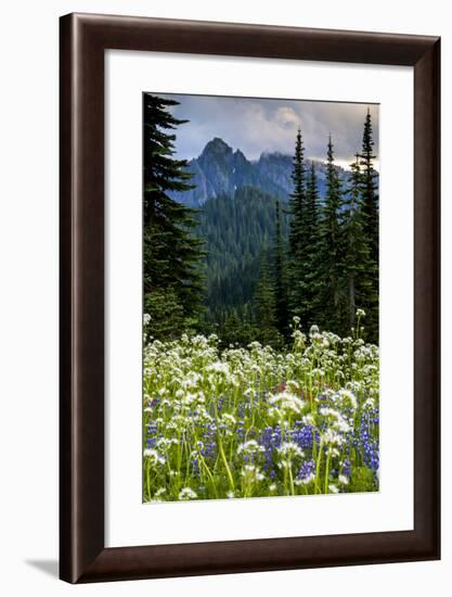 Mount Rainier National Park, Washington: Wildflowers Along The Paradise River Trail-Ian Shive-Framed Photographic Print