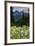 Mount Rainier National Park, Washington: Wildflowers Along The Paradise River Trail-Ian Shive-Framed Photographic Print