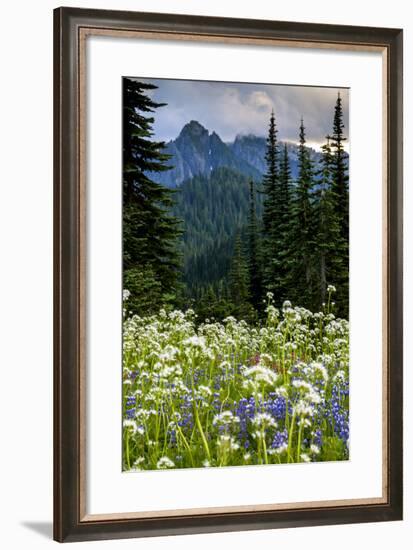 Mount Rainier National Park, Washington: Wildflowers Along The Paradise River Trail-Ian Shive-Framed Photographic Print