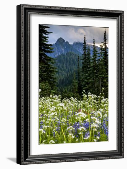 Mount Rainier National Park, Washington: Wildflowers Along The Paradise River Trail-Ian Shive-Framed Photographic Print