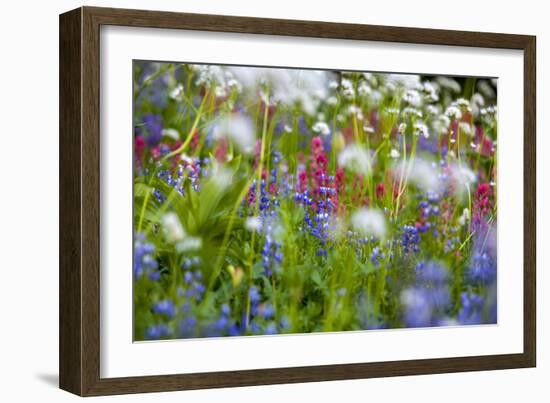 Mount Rainier National Park, Washington: Wildflowers Along The Paradise River Trail-Ian Shive-Framed Photographic Print