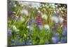 Mount Rainier National Park, Washington: Wildflowers Along The Paradise River Trail-Ian Shive-Mounted Photographic Print