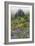 Mount Rainier National Park, Washinton: Wildflowers Along The Skyline Trail Out Of Paradise-Ian Shive-Framed Photographic Print