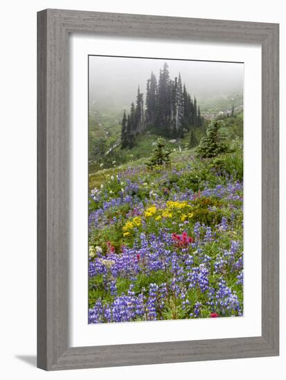 Mount Rainier National Park, Washinton: Wildflowers Along The Skyline Trail Out Of Paradise-Ian Shive-Framed Photographic Print