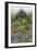 Mount Rainier National Park, Washinton: Wildflowers Along The Skyline Trail Out Of Paradise-Ian Shive-Framed Photographic Print