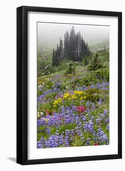 Mount Rainier National Park, Washinton: Wildflowers Along The Skyline Trail Out Of Paradise-Ian Shive-Framed Photographic Print