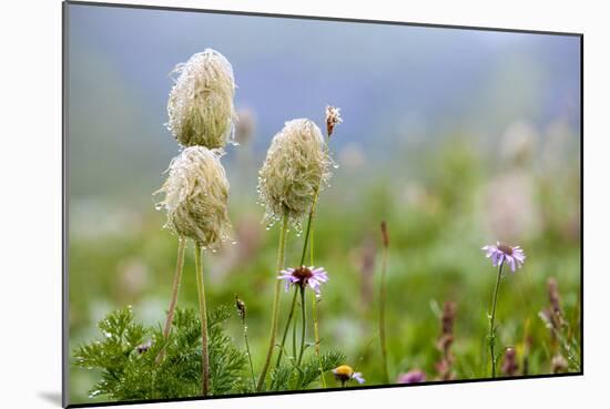 Mount Rainier National Park, Washinton: Wildflowers Along The Skyline Trail Out Of Paradise-Ian Shive-Mounted Photographic Print