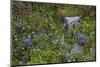 Mount Rainier National Park, Wildflowers-Ken Archer-Mounted Photographic Print