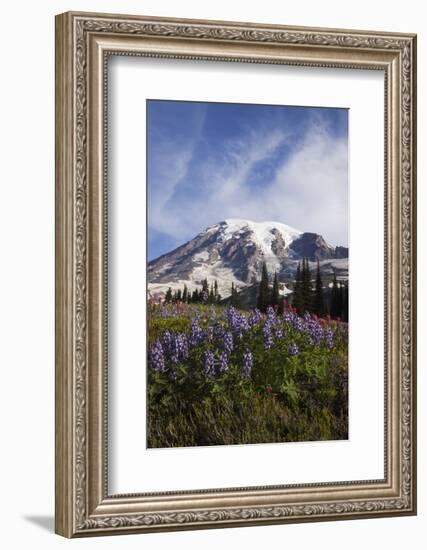 Mount Rainier National Park, Wildflowers-Ken Archer-Framed Photographic Print