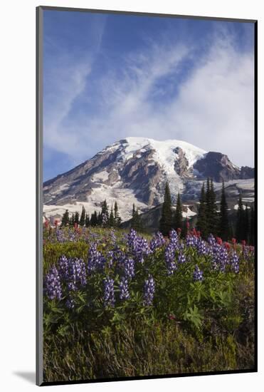 Mount Rainier National Park, Wildflowers-Ken Archer-Mounted Photographic Print