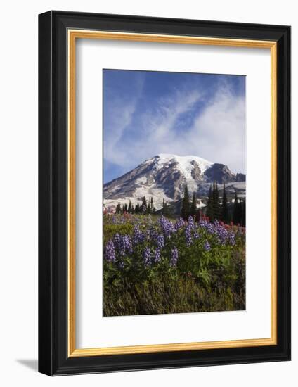 Mount Rainier National Park, Wildflowers-Ken Archer-Framed Photographic Print