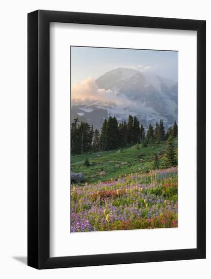 Mount Rainier Paradise wildflower meadows. Mount Rainier National Park, Washington State-Alan Majchrowicz-Framed Photographic Print