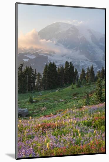 Mount Rainier Paradise wildflower meadows. Mount Rainier National Park, Washington State-Alan Majchrowicz-Mounted Photographic Print