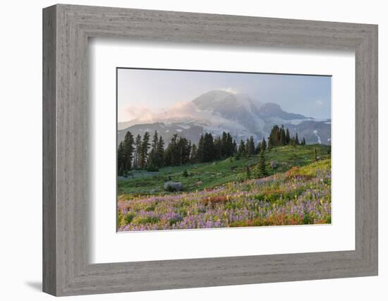 Mount Rainier Paradise wildflower meadows. Mount Rainier National Park, Washington State-Alan Majchrowicz-Framed Photographic Print