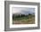 Mount Rainier Paradise wildflower meadows. Mount Rainier National Park, Washington State-Alan Majchrowicz-Framed Photographic Print