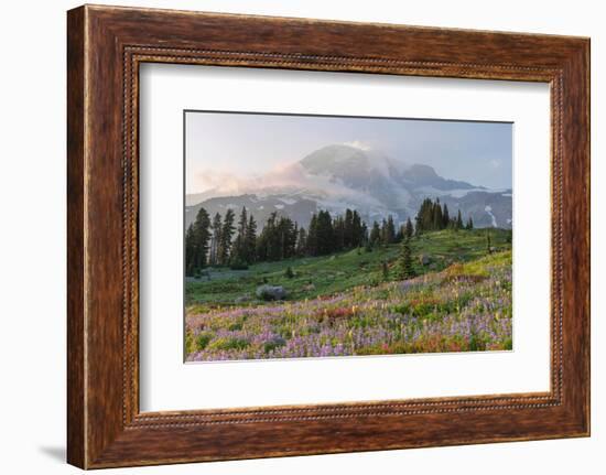 Mount Rainier Paradise wildflower meadows. Mount Rainier National Park, Washington State-Alan Majchrowicz-Framed Photographic Print