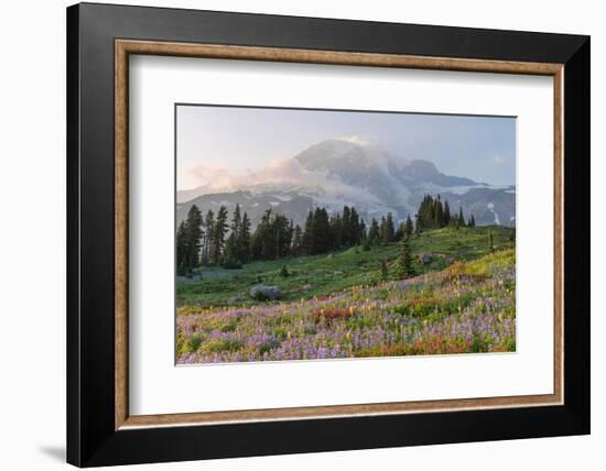 Mount Rainier Paradise wildflower meadows. Mount Rainier National Park, Washington State-Alan Majchrowicz-Framed Photographic Print