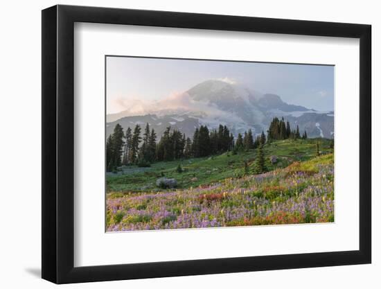 Mount Rainier Paradise wildflower meadows. Mount Rainier National Park, Washington State-Alan Majchrowicz-Framed Photographic Print