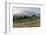 Mount Rainier Paradise wildflower meadows. Mount Rainier National Park, Washington State-Alan Majchrowicz-Framed Photographic Print