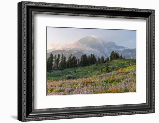 Mount Rainier Paradise wildflower meadows. Mount Rainier National Park, Washington State-Alan Majchrowicz-Framed Photographic Print
