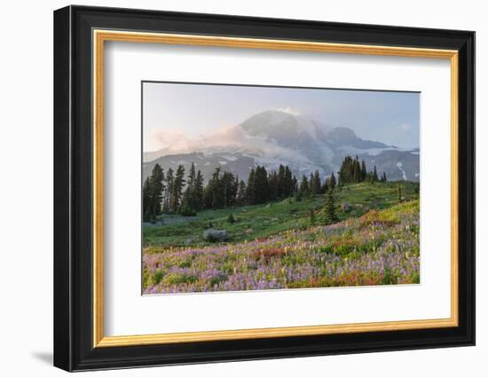 Mount Rainier Paradise wildflower meadows. Mount Rainier National Park, Washington State-Alan Majchrowicz-Framed Photographic Print