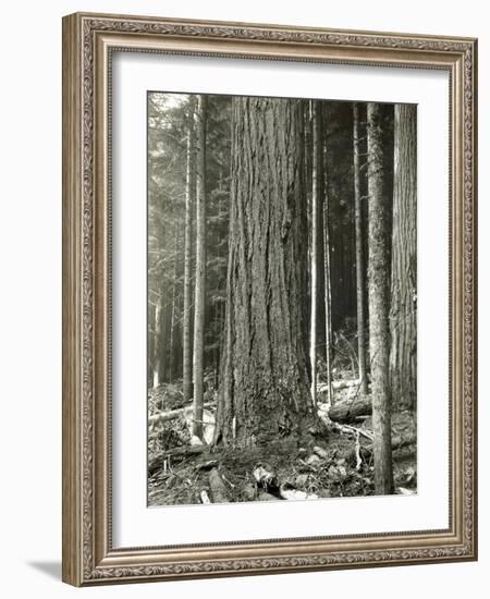 Mount Rainier Road, Large Fir Trunk, 1914-Asahel Curtis-Framed Giclee Print