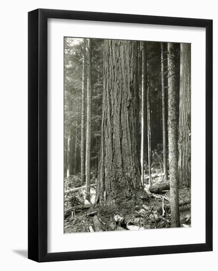 Mount Rainier Road, Large Fir Trunk, 1914-Asahel Curtis-Framed Giclee Print