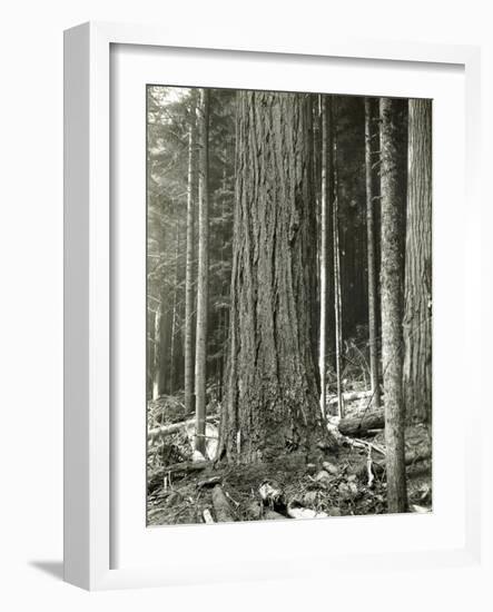 Mount Rainier Road, Large Fir Trunk, 1914-Asahel Curtis-Framed Giclee Print