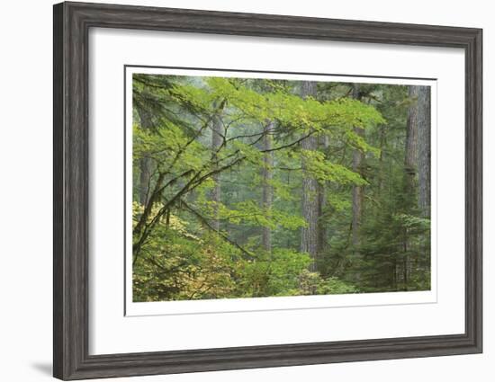Mount Rainier Vine Maple-Donald Paulson-Framed Giclee Print