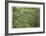 Mount Rainier Vine Maple-Donald Paulson-Framed Giclee Print