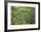 Mount Rainier Vine Maple-Donald Paulson-Framed Giclee Print