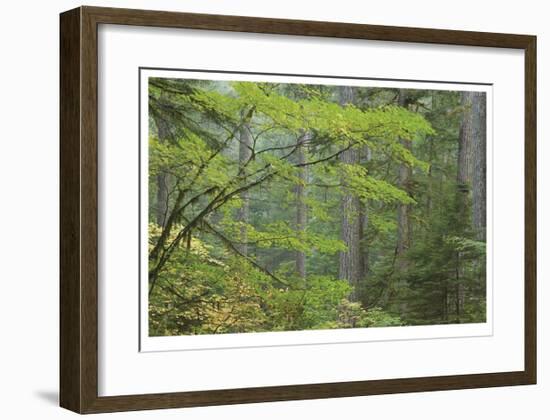 Mount Rainier Vine Maple-Donald Paulson-Framed Giclee Print