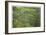 Mount Rainier Vine Maple-Donald Paulson-Framed Giclee Print