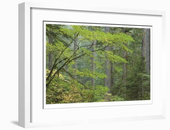 Mount Rainier Vine Maple-Donald Paulson-Framed Giclee Print