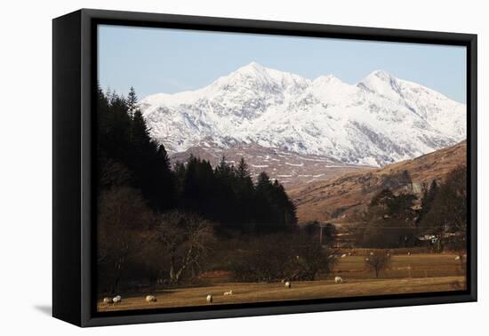 Mount Snowdon Capped with Snow as Welsh Sheep Graze on a Sunny Spring Day, Snowdonia National Park-Stuart Forster-Framed Premier Image Canvas