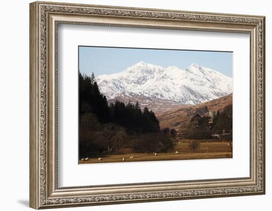 Mount Snowdon Capped with Snow as Welsh Sheep Graze on a Sunny Spring Day, Snowdonia National Park-Stuart Forster-Framed Photographic Print