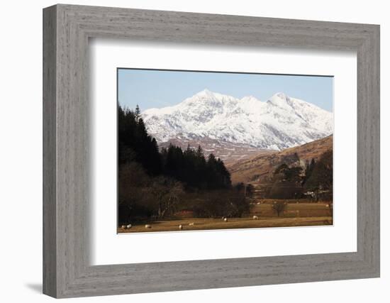 Mount Snowdon Capped with Snow as Welsh Sheep Graze on a Sunny Spring Day, Snowdonia National Park-Stuart Forster-Framed Photographic Print