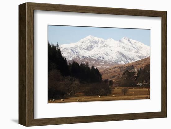 Mount Snowdon Capped with Snow as Welsh Sheep Graze on a Sunny Spring Day, Snowdonia National Park-Stuart Forster-Framed Photographic Print