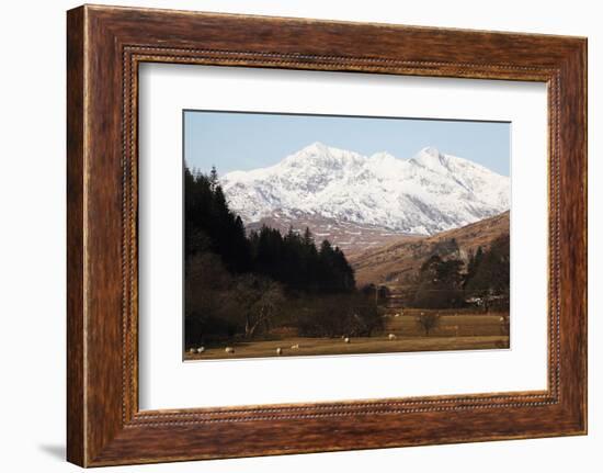 Mount Snowdon Capped with Snow as Welsh Sheep Graze on a Sunny Spring Day, Snowdonia National Park-Stuart Forster-Framed Photographic Print