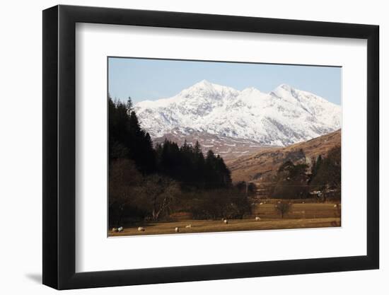 Mount Snowdon Capped with Snow as Welsh Sheep Graze on a Sunny Spring Day, Snowdonia National Park-Stuart Forster-Framed Photographic Print