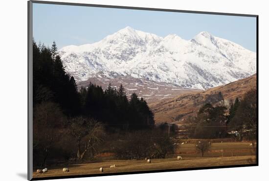 Mount Snowdon Capped with Snow as Welsh Sheep Graze on a Sunny Spring Day, Snowdonia National Park-Stuart Forster-Mounted Photographic Print