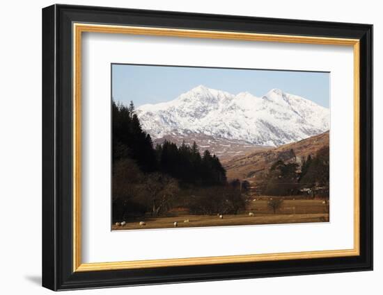 Mount Snowdon Capped with Snow as Welsh Sheep Graze on a Sunny Spring Day, Snowdonia National Park-Stuart Forster-Framed Photographic Print