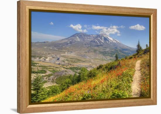 Mount St. Helens with wild flowers, Mount St. Helens National Volcanic Monument, Washington State, -Richard Maschmeyer-Framed Premier Image Canvas