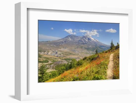 Mount St. Helens with wild flowers, Mount St. Helens National Volcanic Monument, Washington State, -Richard Maschmeyer-Framed Photographic Print