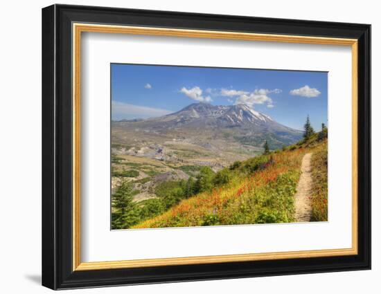 Mount St. Helens with wild flowers, Mount St. Helens National Volcanic Monument, Washington State, -Richard Maschmeyer-Framed Photographic Print