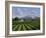 Mount Sta Helena - Napa Valley-Eduardo Camoes-Framed Giclee Print